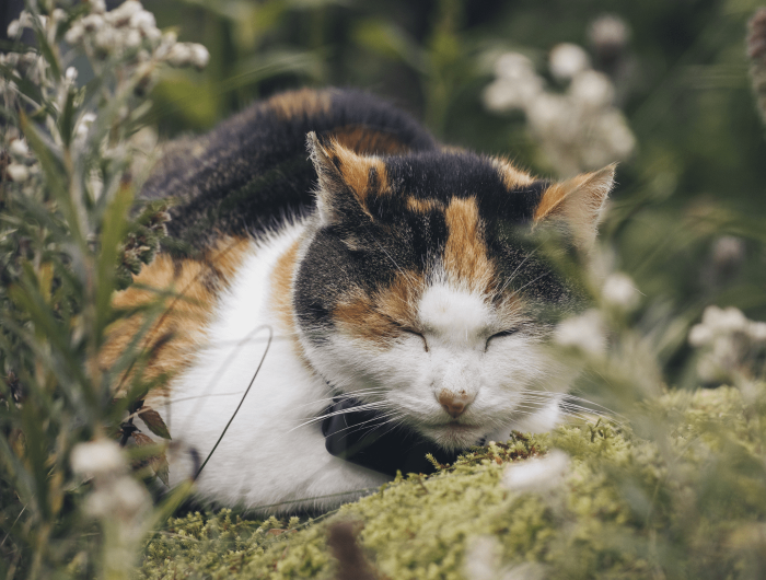 Tractive CAT Mini