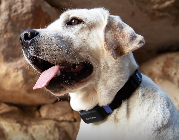 PetPace Smart Collar 2.0