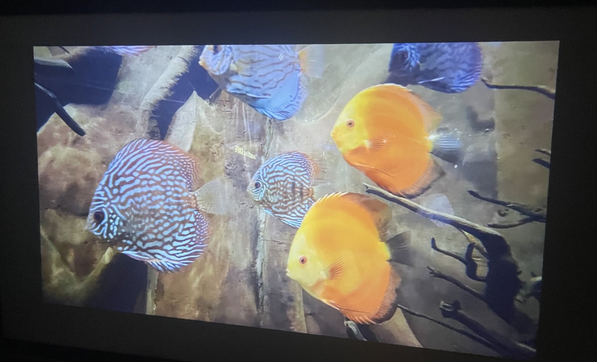 Dangbei N1 Mini Projector 20